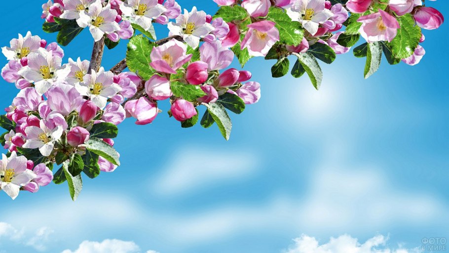 Ветка цветущей яблони