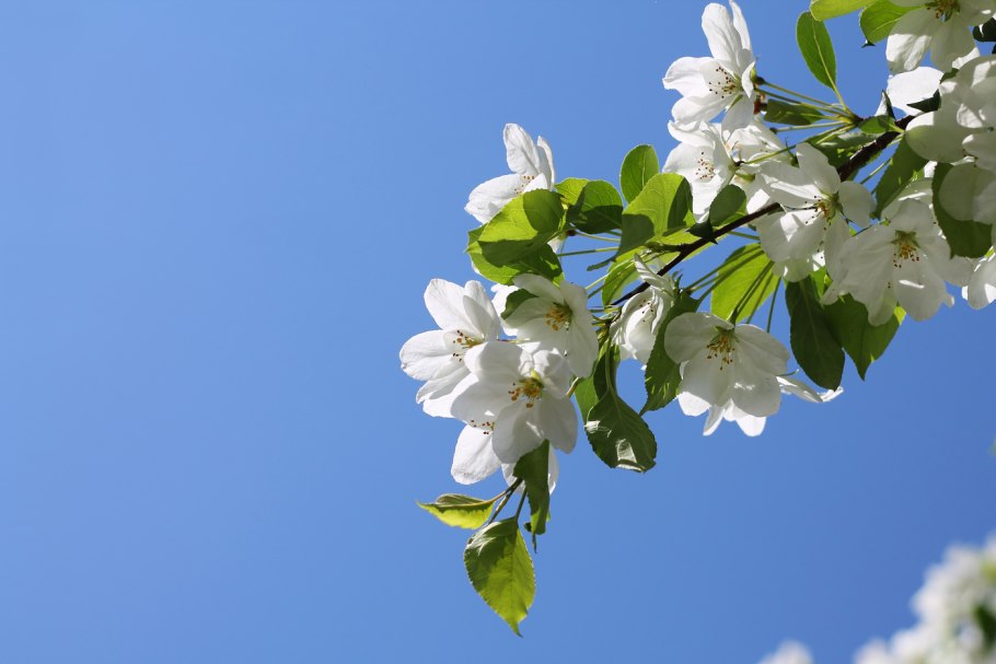 Ветка цветущей груши