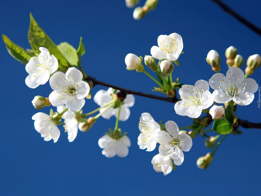 Цветущие ветки вишни