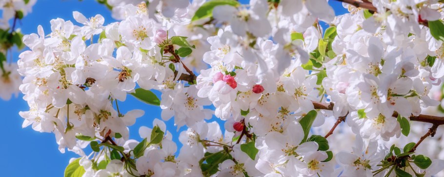 Яблони в цвету картинки на рабочий стол