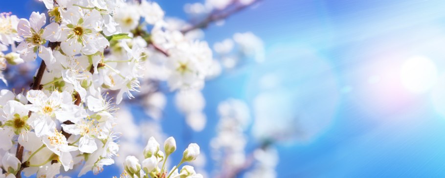 Цветущая яблоня на фоне неба