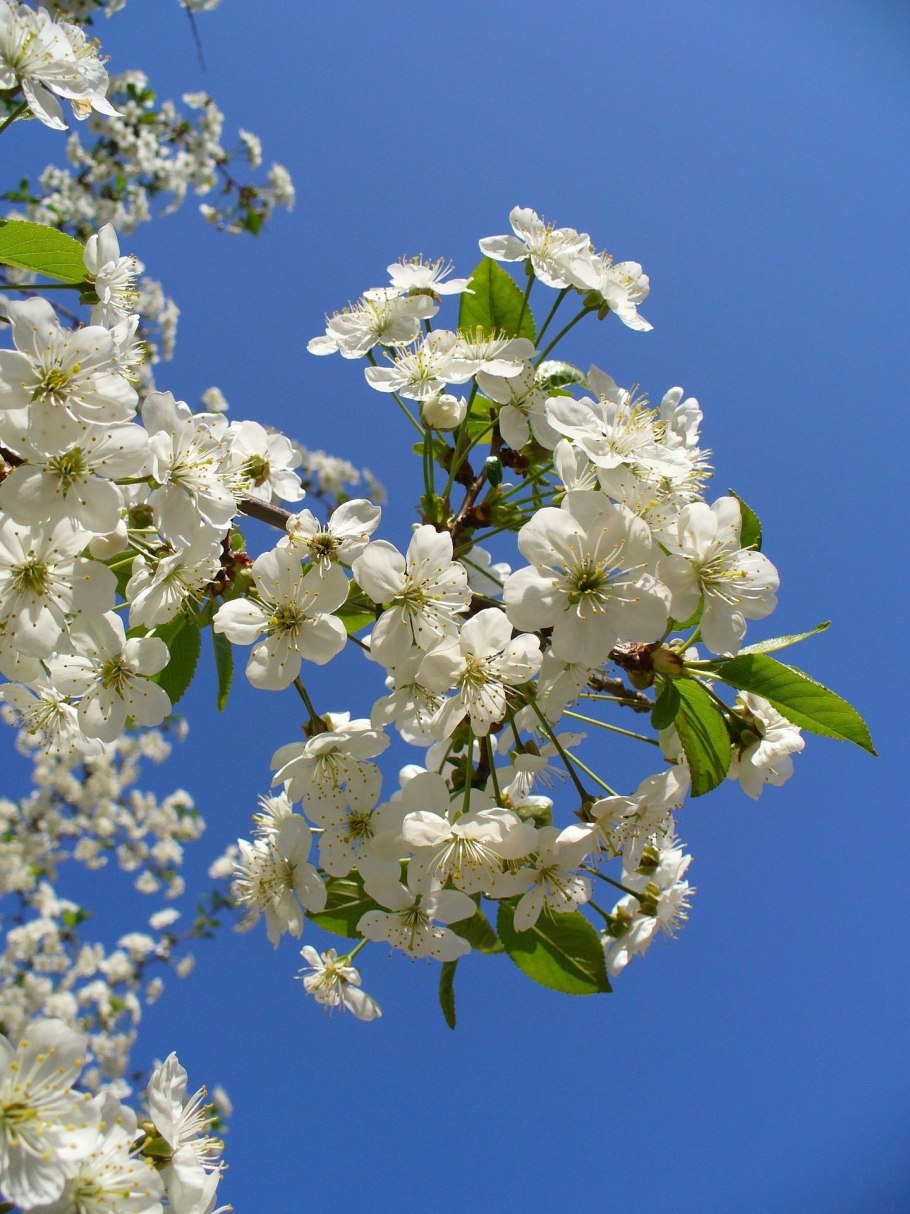 Цветущие ветки яблони