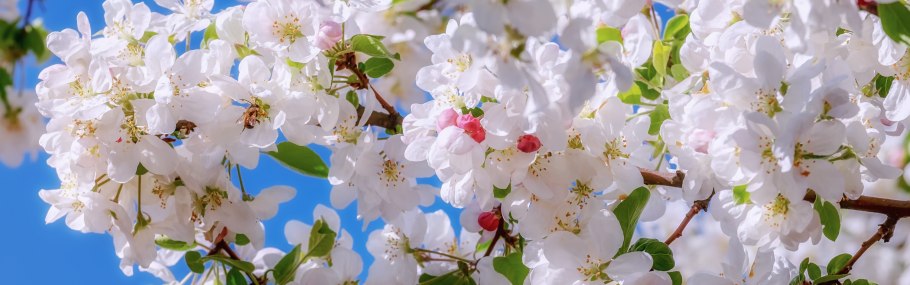 Яблоня цветет панорама