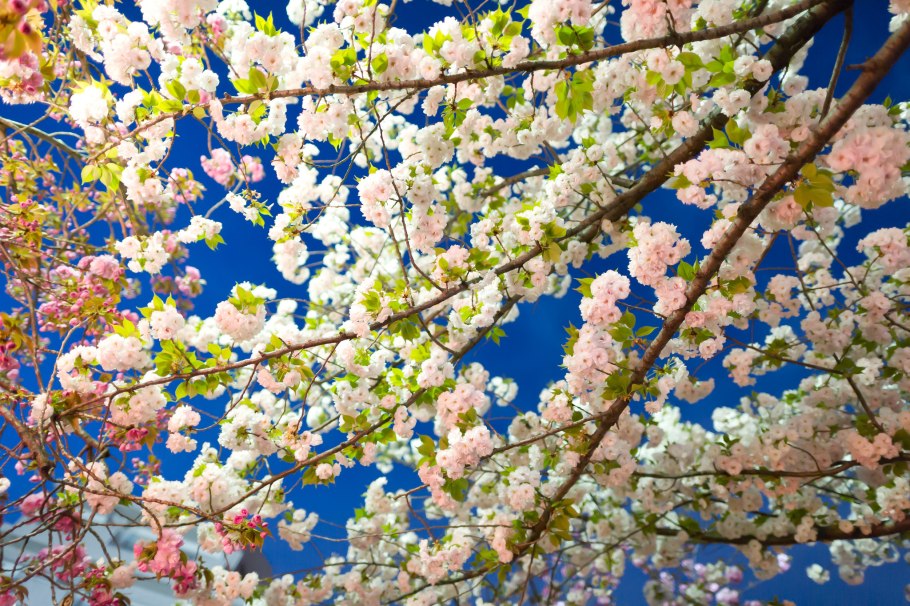 Цветущая Весна