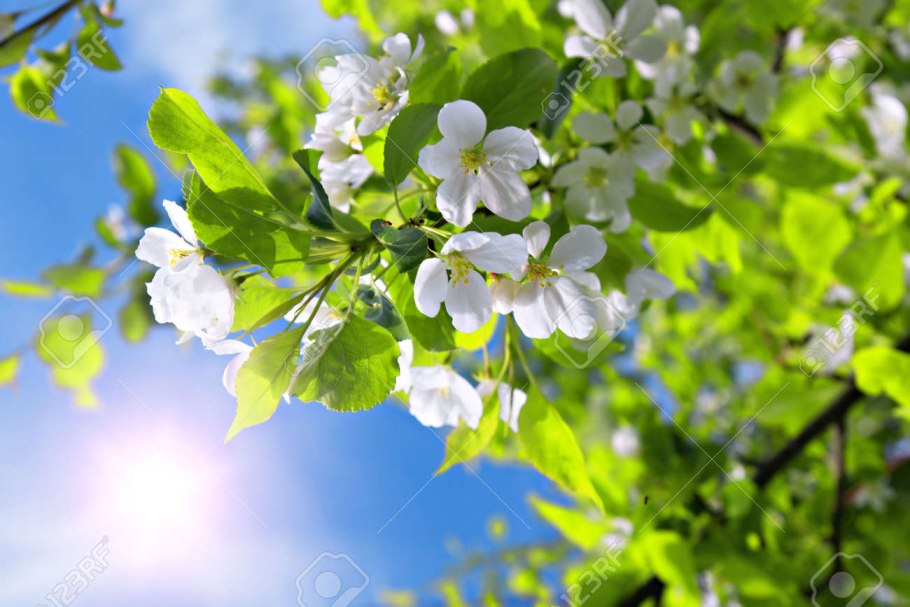 Яблони цветут солнце