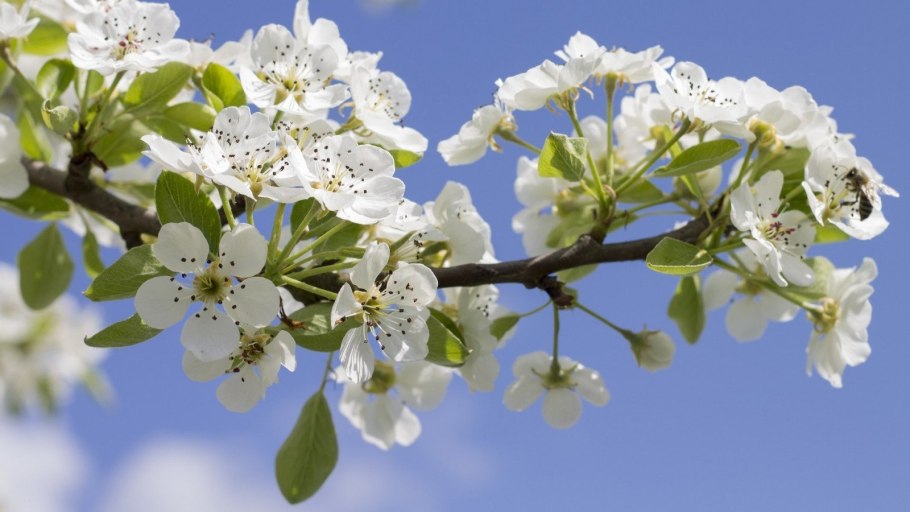 Весна яблоня в цвету