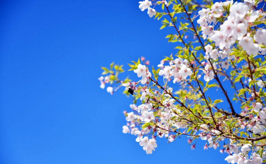 Небо Цветущая яблоня