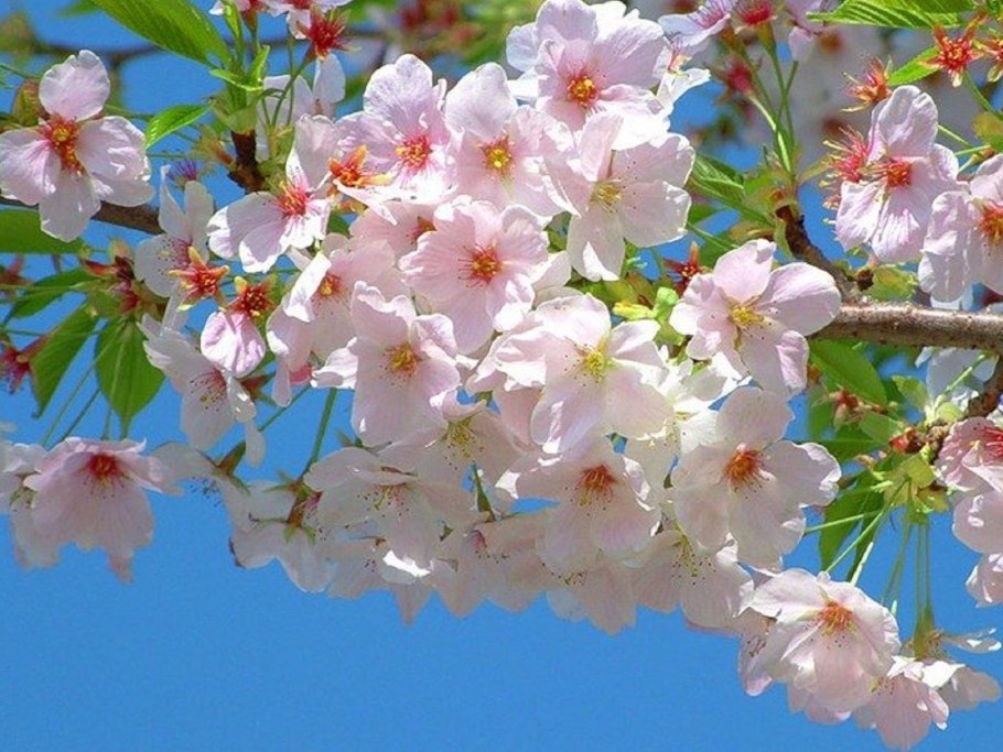 Весна май цветет