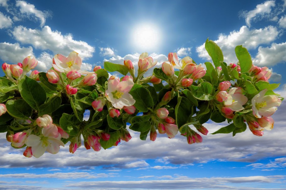 Яблоневый цвет