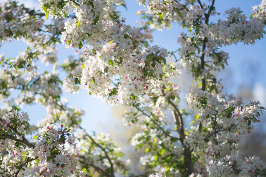 Майское дерево
