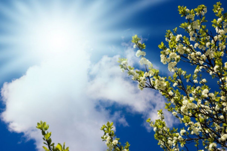 Солнце на голубом небе, Весенняя яблоня