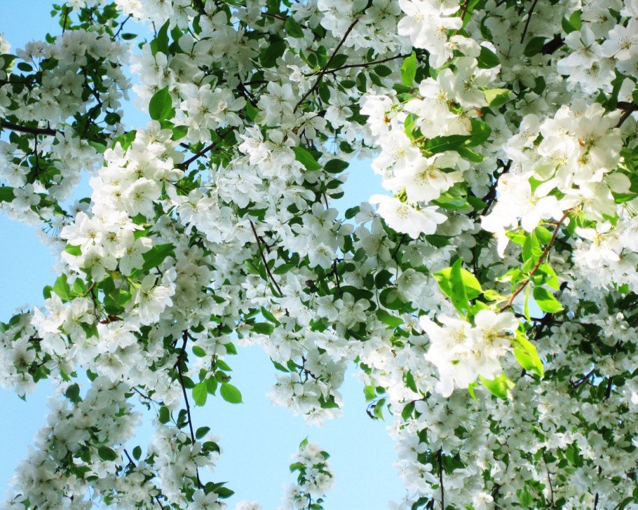 Черемуха и яблоня