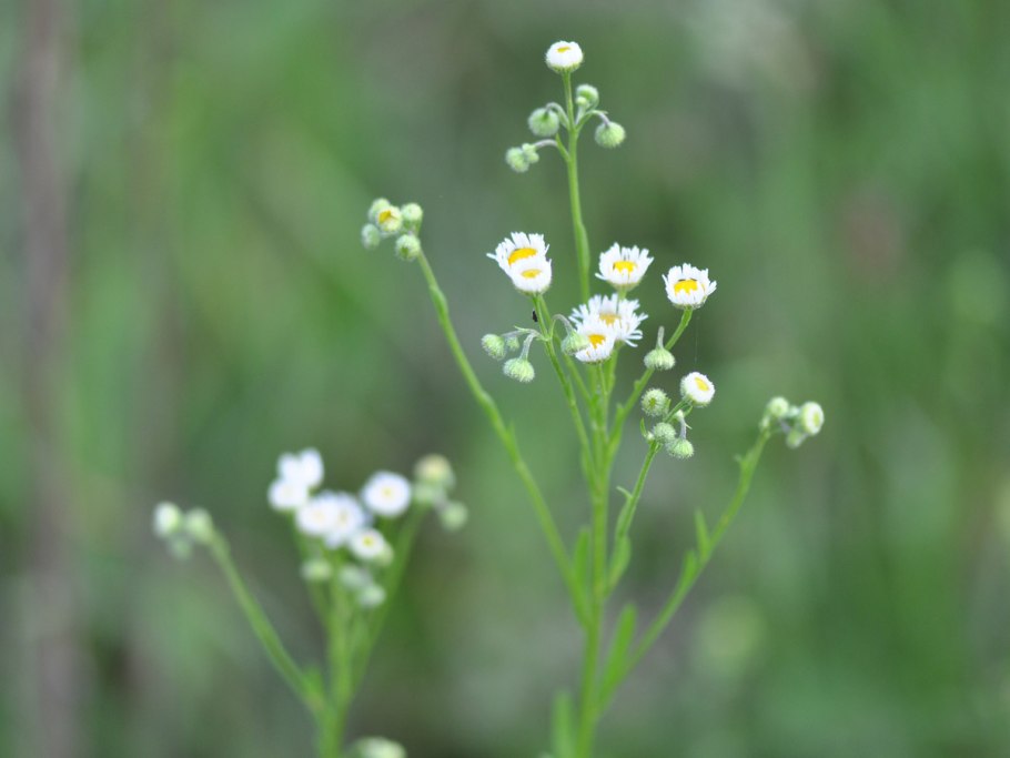 Мелколепестник канадский Erigeron canadensis