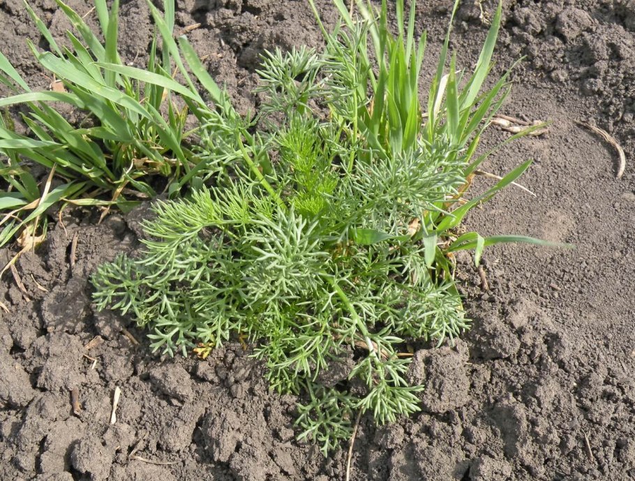 Ромашка непахучая всходы