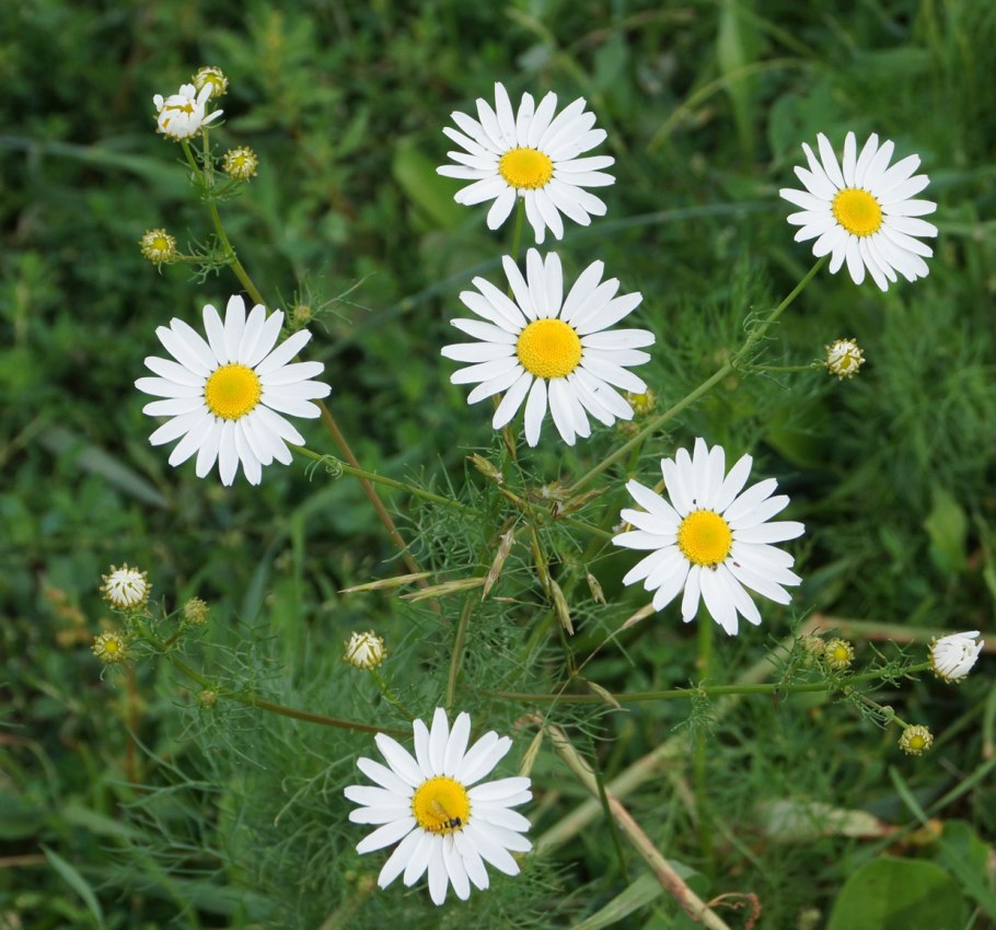 Трехреберник непахучий