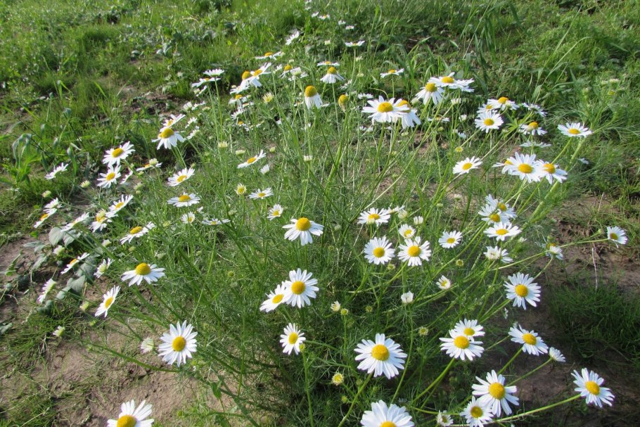 Ромашка непахучая Matricaria inodora l.