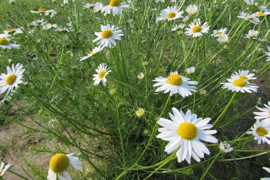 Пупавка Полевая