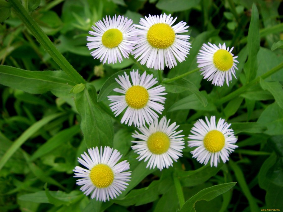 Сорняк похожий на ромашку