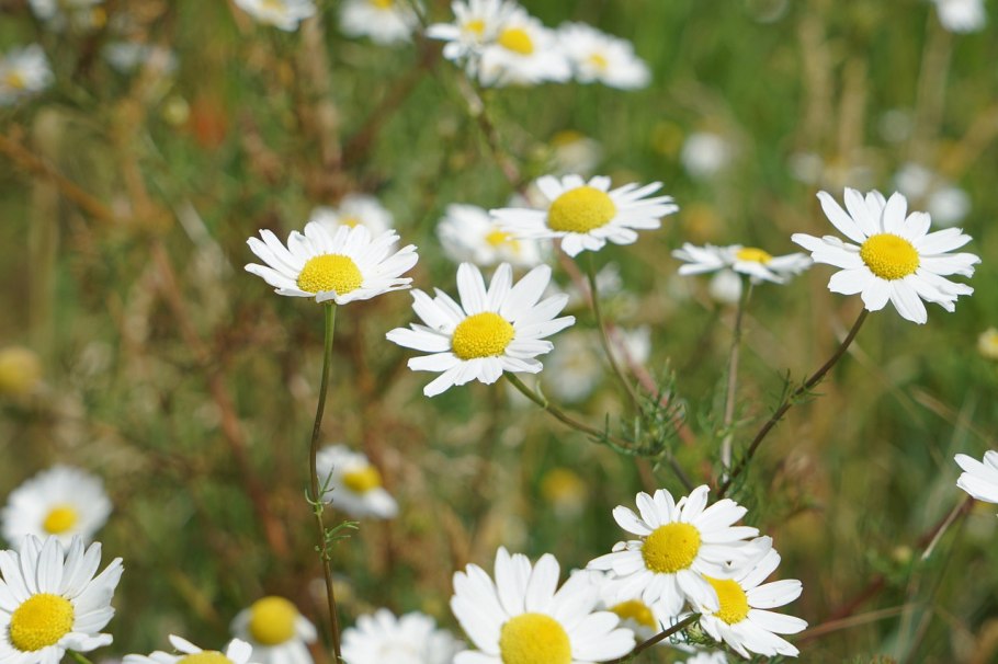 Ромашки полевые картинки