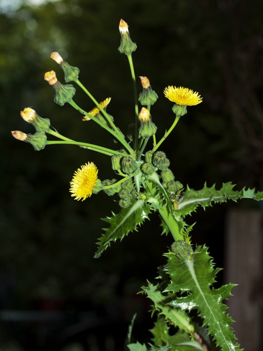 Сорняк Миклис