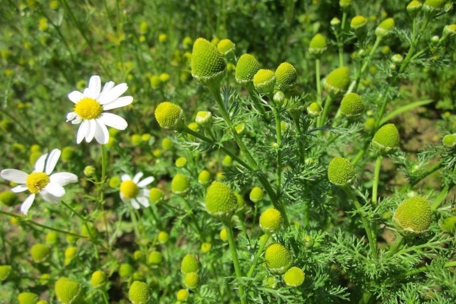 Matricaria matricarioides – Ромашка пахучая
