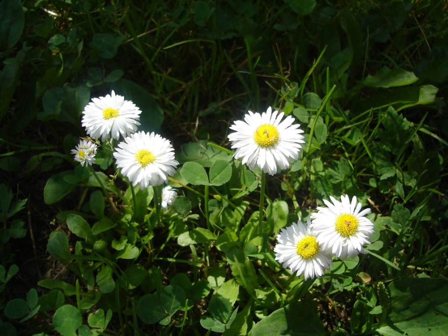 Маргаритка и Ромашка