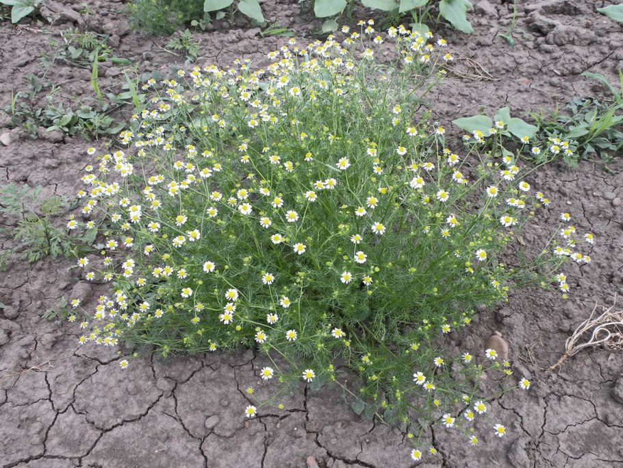 Ромашка непахучая сорняк