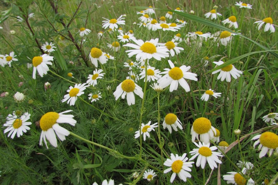 Ромашка ромашковидная