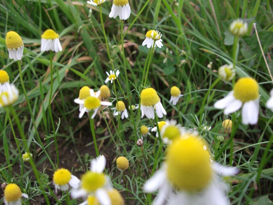 Ромашка обыкновенная Matricaria suaveolens
