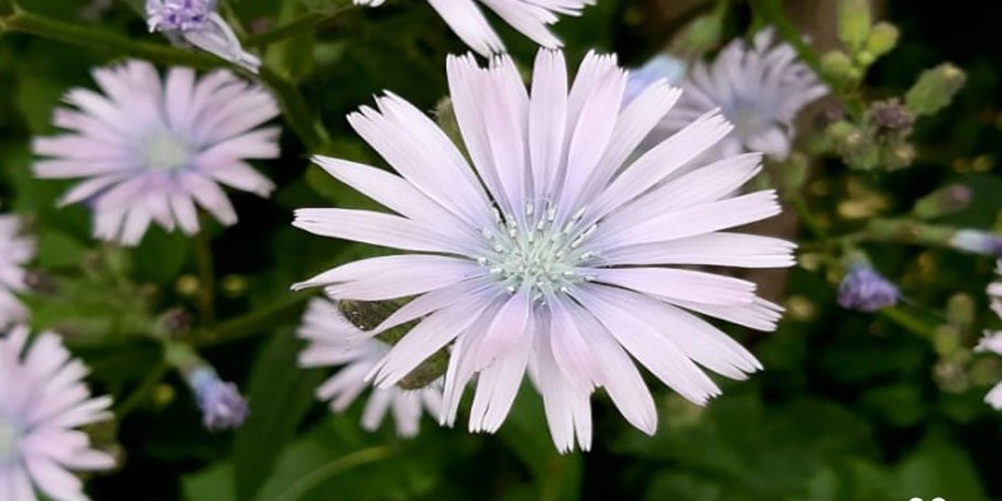 Овощ похожий на ромашку