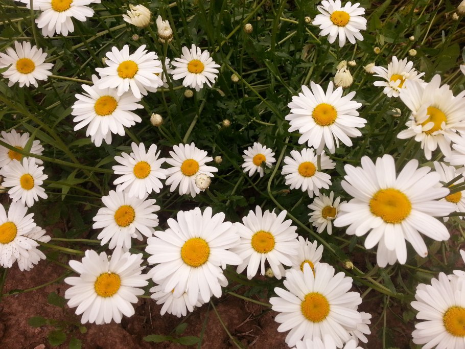 Сорняк похожий на ромашку