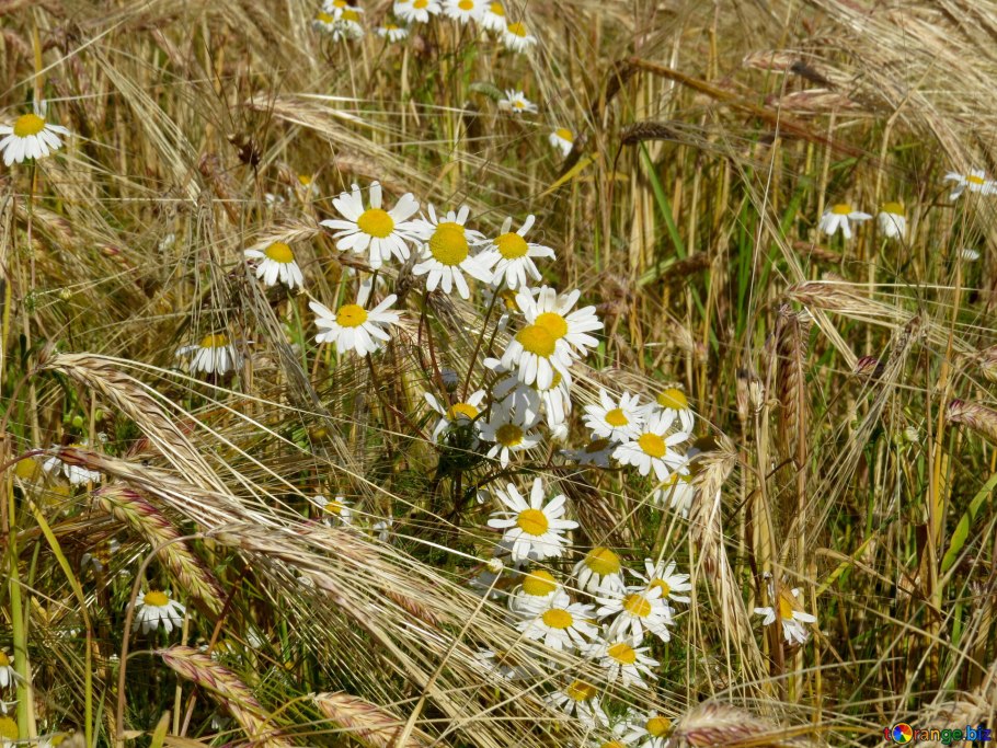 Американская Ромашка сорняк