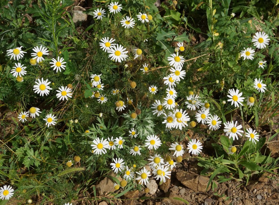 Ромашка (Трехреберник) непахучая