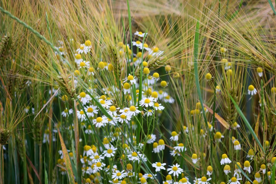 Поле злаки ромашки
