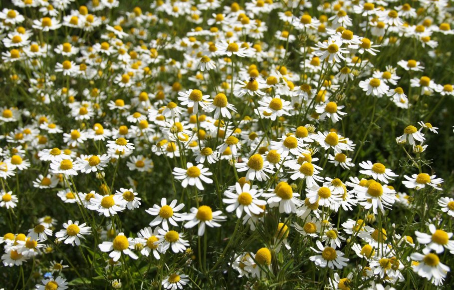 Поле ромашек