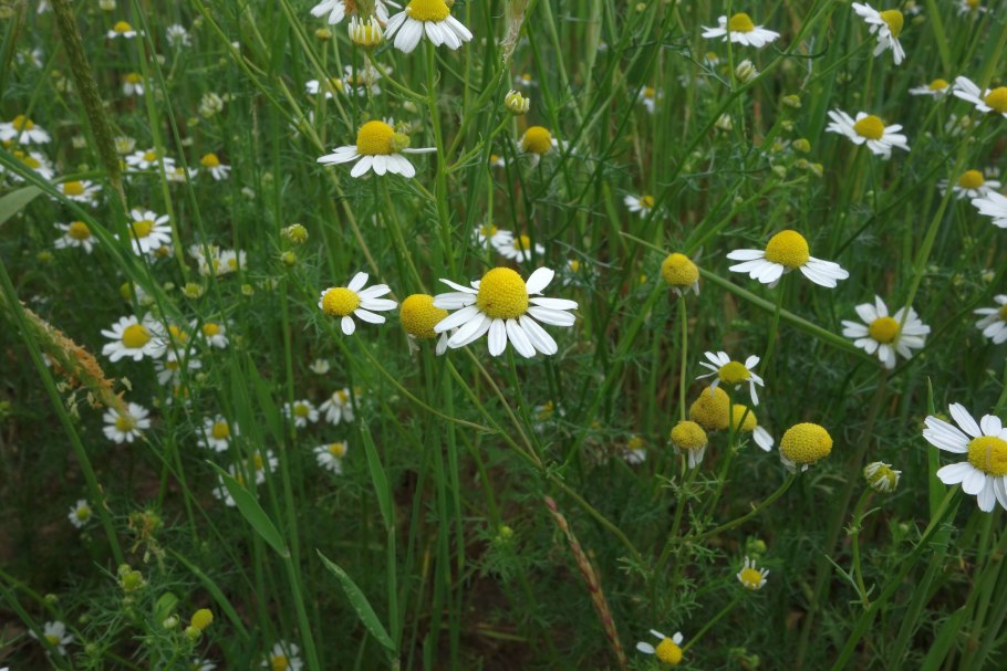 Ромашка до цветения
