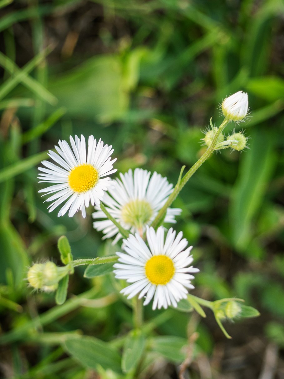 Мелколепестник обыкновенный
