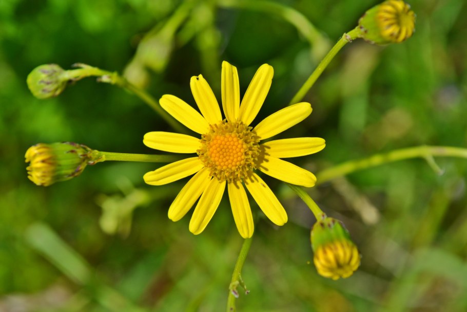 Ромашка желтая Полевая