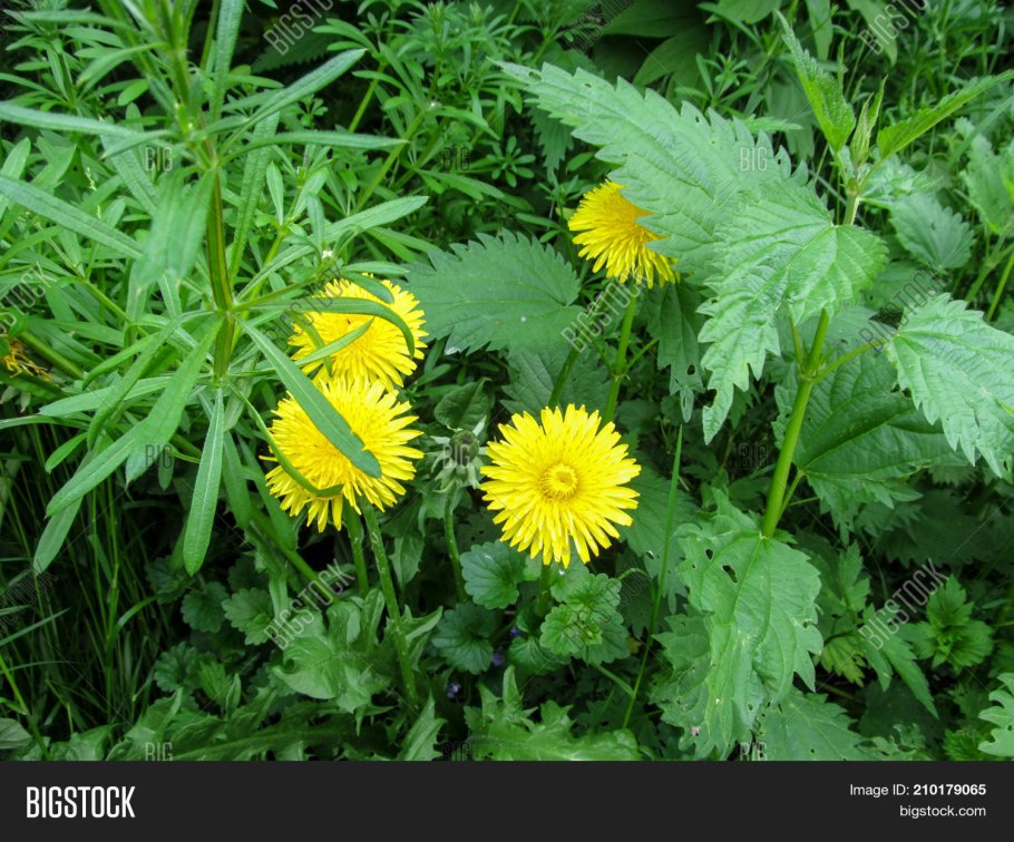 Крапива Клевер подорожник одуванчик