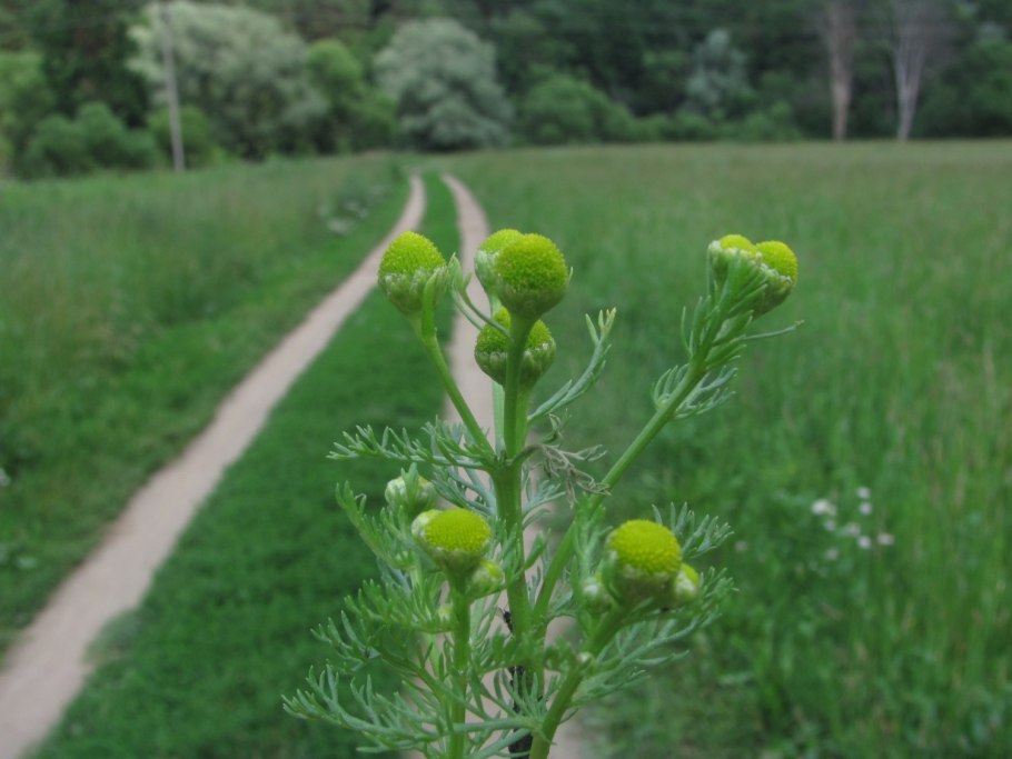 Ромашка безъязычковая