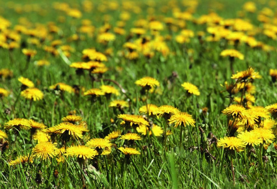 Одуванчики и ромашки на дачных участках противозаконны