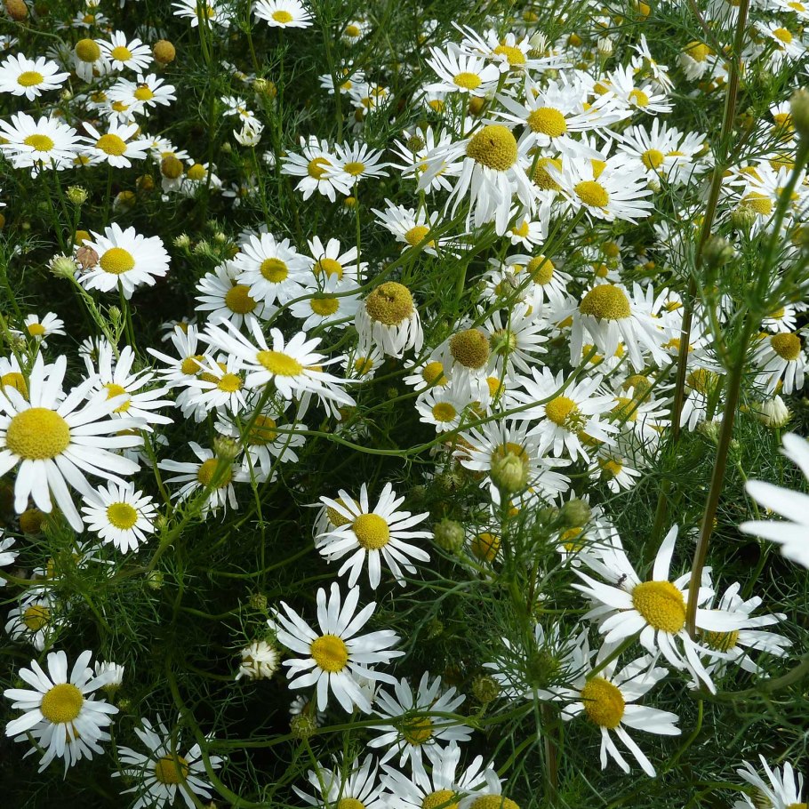 Ромашка непахучая (Matricaria perforata)