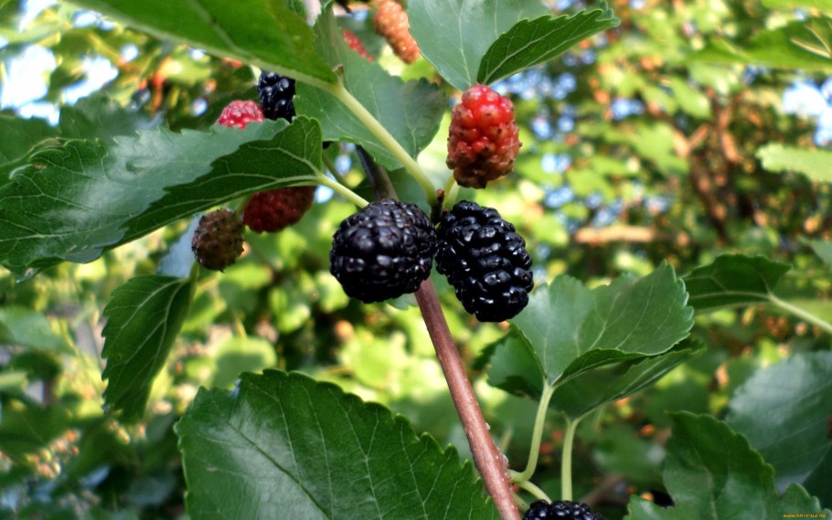 Тутовник ягода