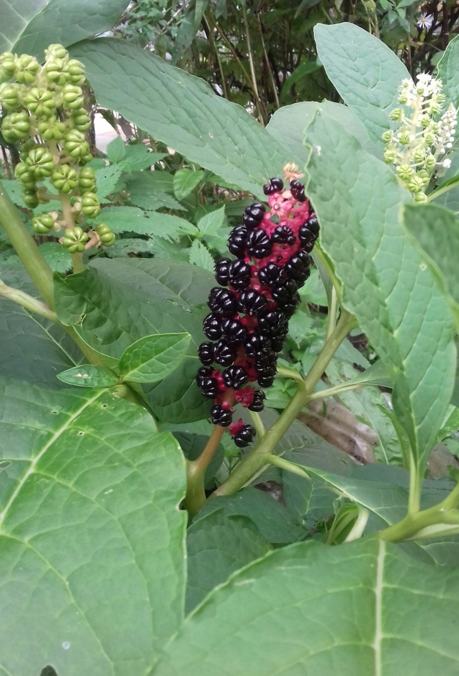 Шелковица Хартут