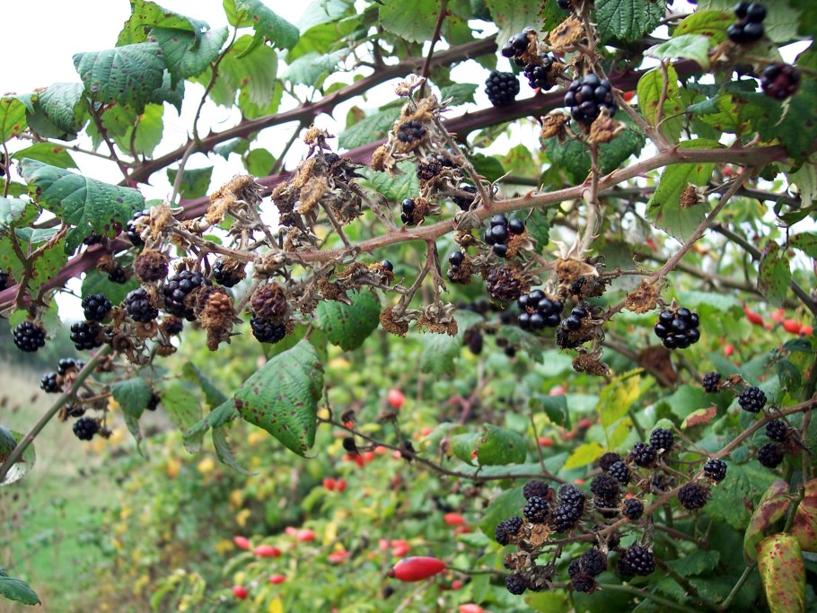 Тутовник шелковица