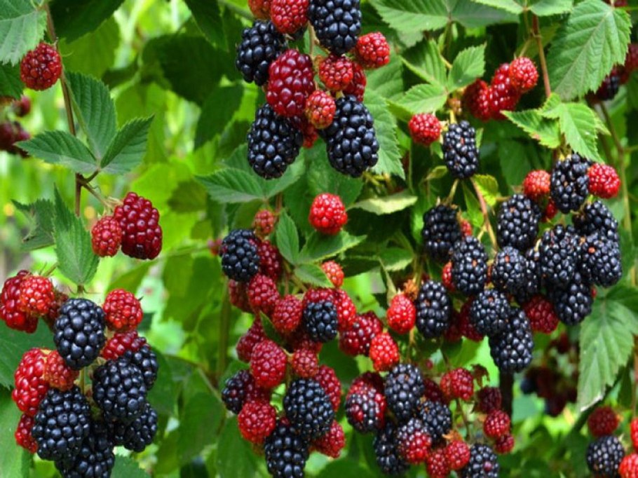 Ежевика Блэк джем