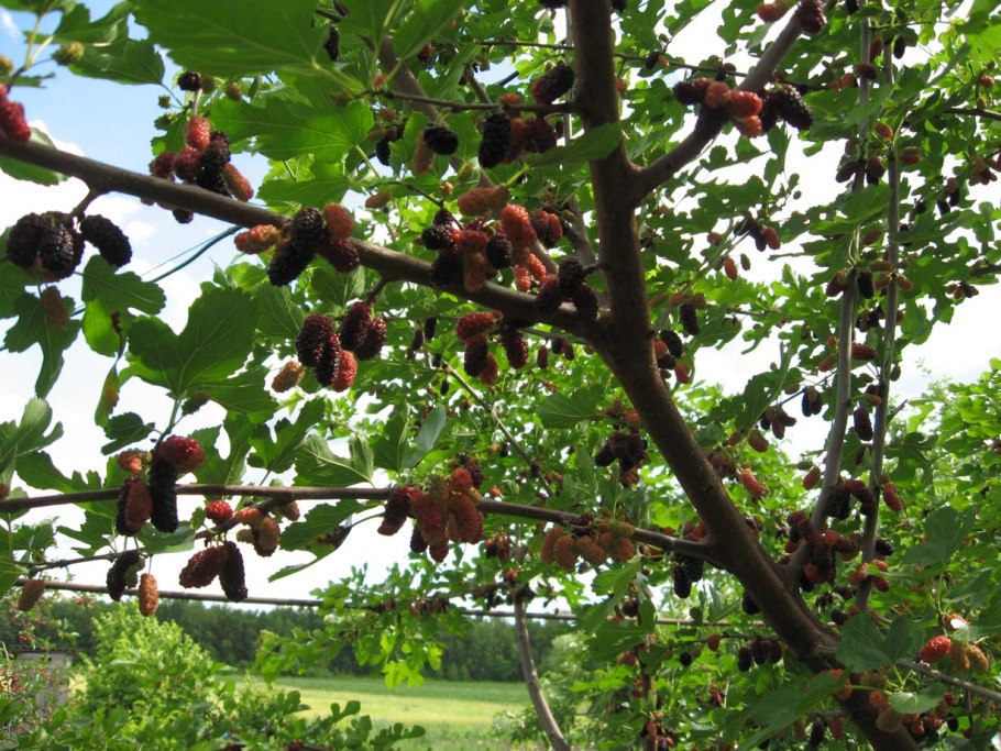 Тутовник шелковица