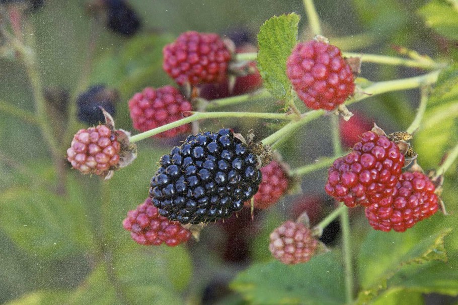 Шелковица Morus nigra