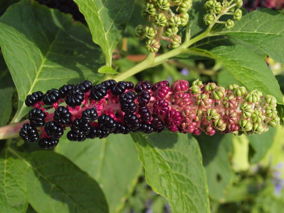 Тутовник и ежевика