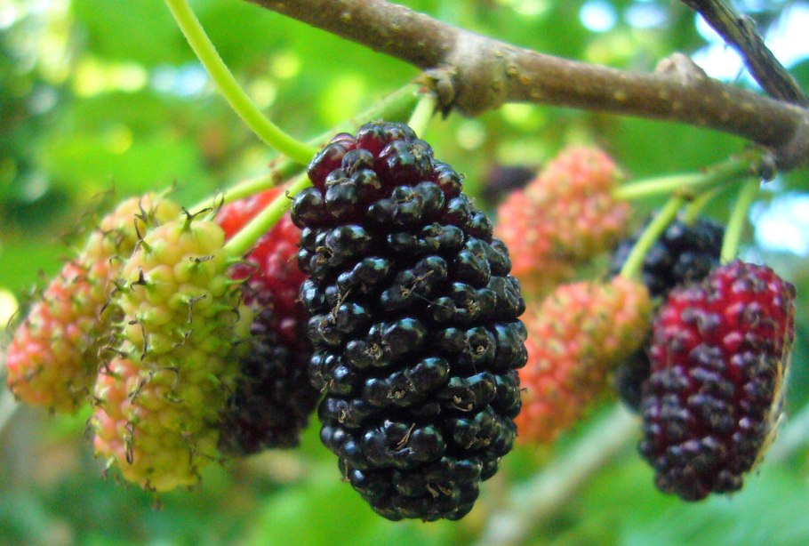 Шелковица Хартут